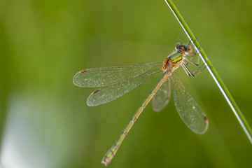 close up shot of a dragonfly resting on a blade of grass