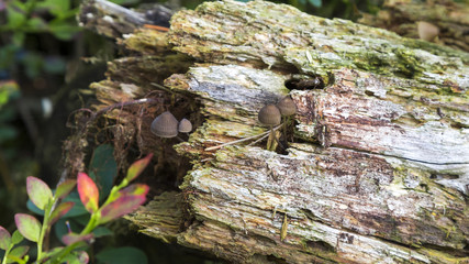 Mushrooms in the wood, nature background