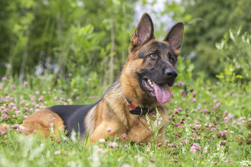 German shepherd play in the summer park