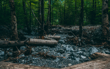 forest with stones and logs laying on the ground, klontalersee switzerland