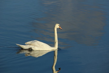 A Single swan