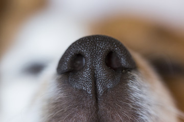 close up macro view of a cute small snout of a dog with black nose and white fur. Pets indoors. Dog sleeping