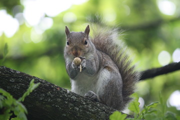 Britanian squirrel