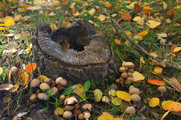 Otoño en la sierra de Madrid