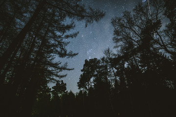 Sternenhimmel im Wald