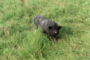 Black pig