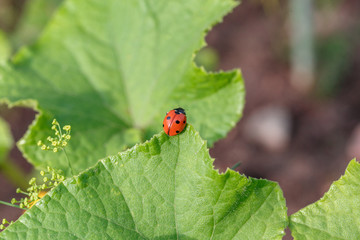 Ladybug on green leaf, leaves of cucumber and dill in the garden, useful insects in agriculture
