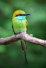 Little Green Bee-eater - Merops orientalis, beautiful colored bee-eater from Sri Lankan forests and bushes.