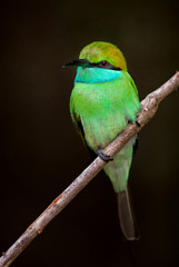 Little Green Bee-eater - Merops orientalis, beautiful colored bee-eater from Sri Lankan forests and bushes.