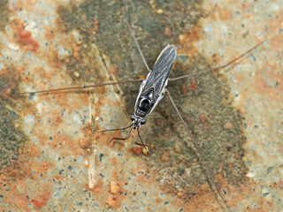 Macro Photo of Water Strider on the Surface of Shallow Water