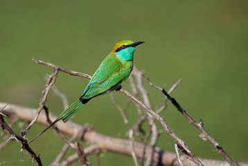 Little Green Bee-eater - Merops orientalis, beautiful colored bee-eater from Sri Lankan forests and bushes.