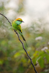 Little Green Bee-eater - Merops orientalis, beautiful colored bee-eater from Sri Lankan forests and bushes.
