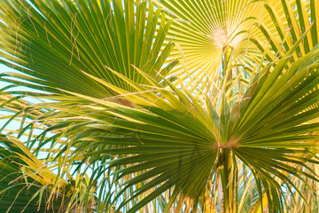 Obraz na płótnie Canvas Coconut Palm tree with blue sky