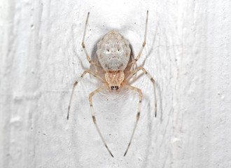 Macro Photo of Spider on Spider Web Near White Wall