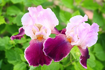 Beautiful blossoming irises on spring day outdoors