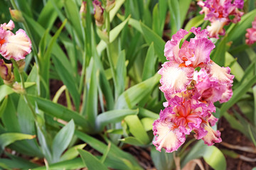 Beautiful blossoming irises on spring day outdoors