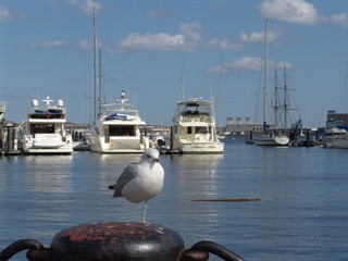 Obraz premium Hafen von Boston mit Möve