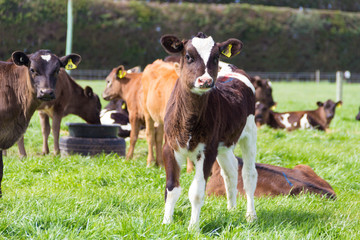 Young Calf Jersey crose Frisian in New Zealand