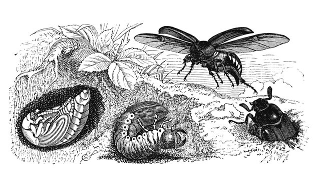 Maik&auml;fer.aus: Marie Adenfeller, Friedrich Werner: Illustriertes Koch- und Haushaltungsbuch, Friedrichshagen 1899/1900, S. 547, Fig. 658.