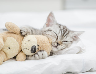 Close up baby kitten sleeping with toy bear