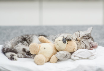 Tabby kitten sleeping with toy bear