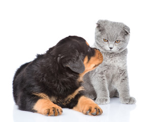 Rottweiler puppy looks at cat. Isolated on white background