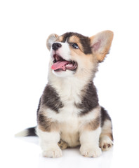 Pembroke Welsh Corgi puppy sitting and looking up and away. isolated on white background