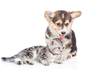 Corgi puppy with scottish tabby kitten looking away together. isolated on white background