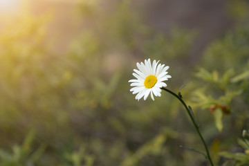 one white flower on garden field with sun light