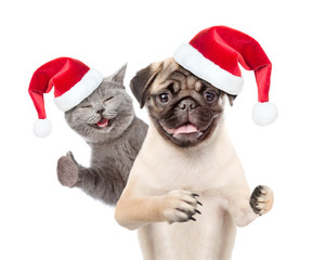 Pug puppy in red santa hat and small happy kitten  together with gift box. isolated on white background