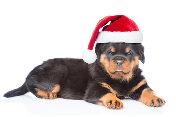 Little rottweiler puppy in red christmas hat lying with gift box. Isolated on white background