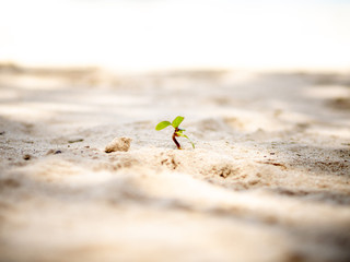 Tiny sprout grows on sand beach.