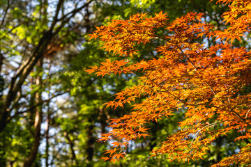 Autumn landscape. Autumn tree leaves sky background.