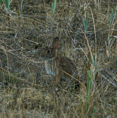 Little rabbit on green grass in summer day