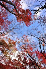 空に伸びる紅葉.