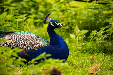 Obraz premium Peacock bird in zoo Austria Steiermark Herberstein Styria tourist destination Stubenberg am See