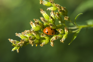Ladybird on wild grass - close-up
