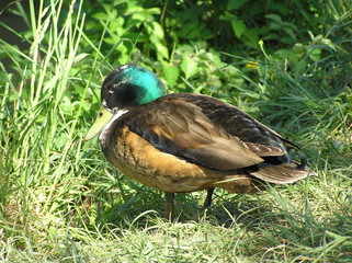 Ente mit leuchtend grünen Kopf auf der Wiese