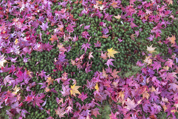 Colorful maple autumn leaves with green moss background.