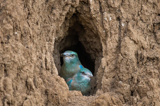 The European Roller bird chicks prepares to fly out of the hole-nest