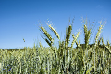 Obraz premium Ripening ears of green triticale