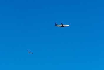 Airplane and bird on clear sky
