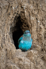 The European Roller bird chick prepares to fly out of the hole-nest