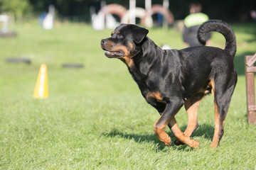 Portrait of a rootweiler dog living in Belgium - 214585029