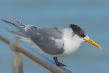 Oyster Catcher