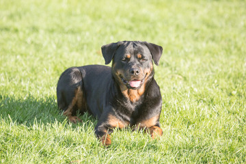Portrait of a rootweiler dog living in Belgium