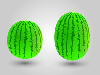 Fresh green watermelon on white background vector illustration