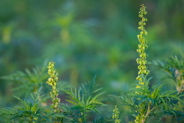 American common ragweed or Ambrosia artemisiifolia causing allergy