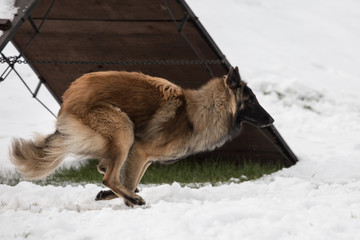 Portrait of a tervuren dog living in Belgium