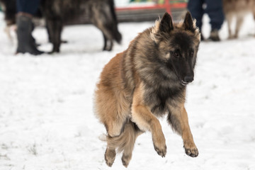 Portrait of a tervuren dog living in Belgium